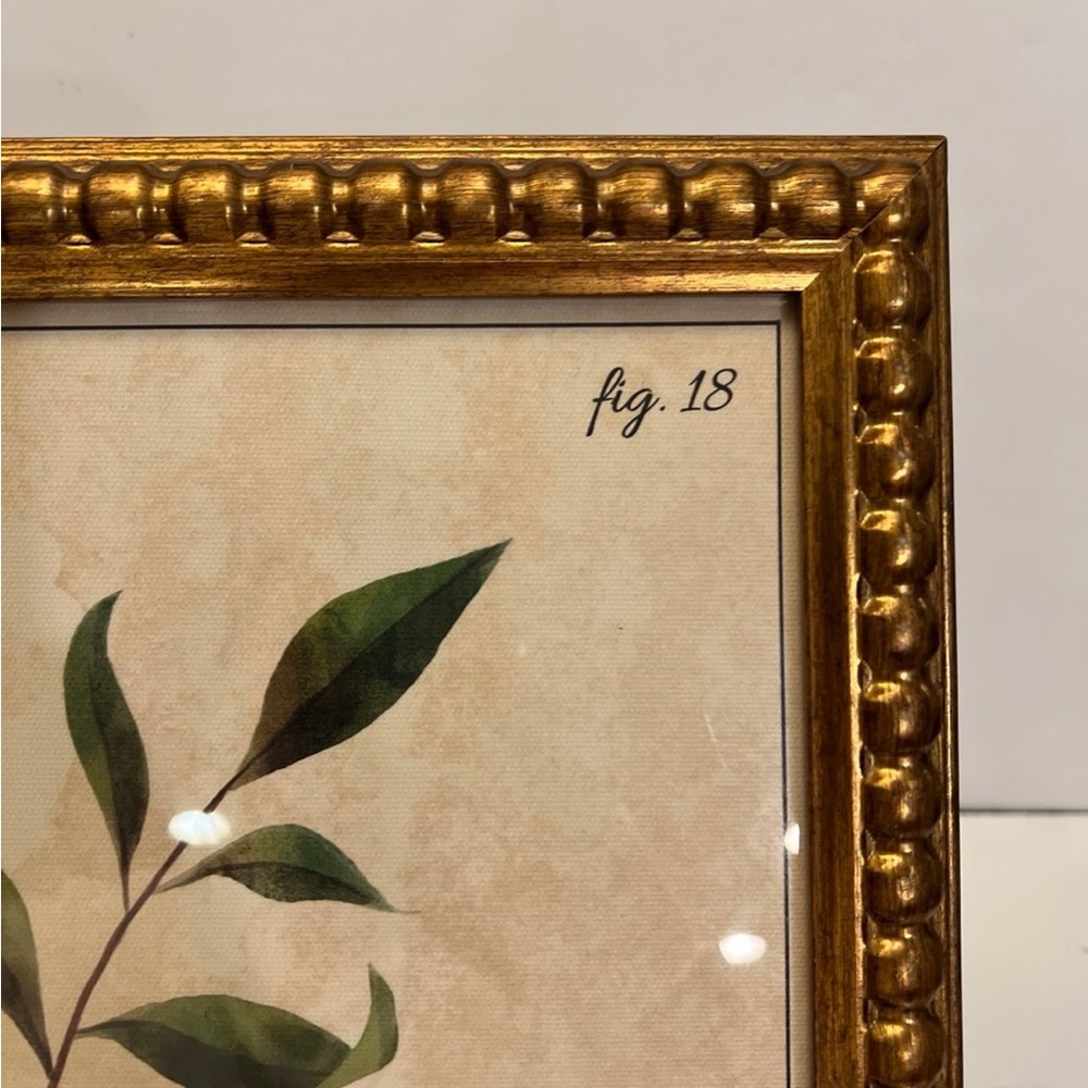 Polypodiopsida fig.18 picture frame decor - Picture 3 of 8